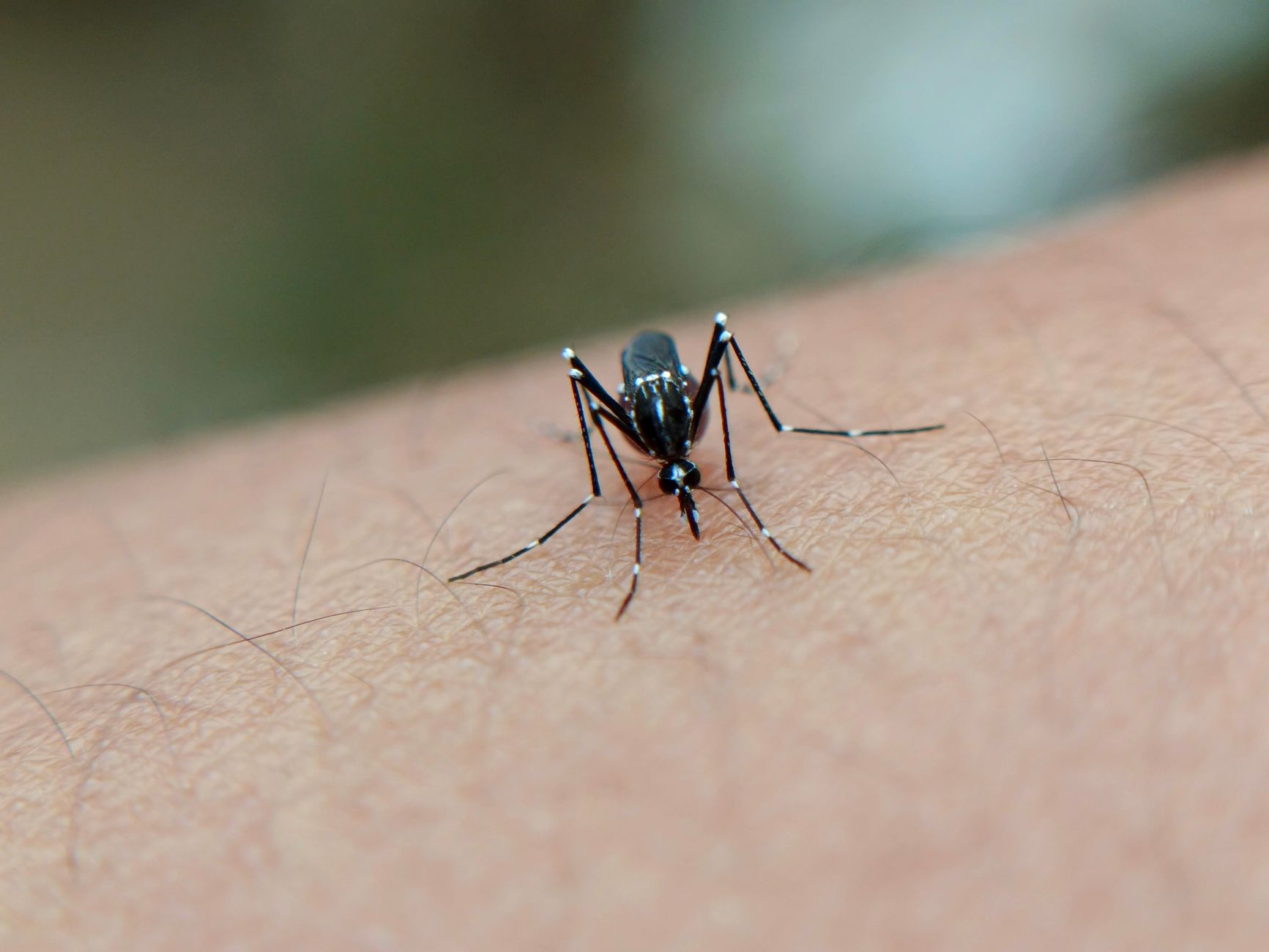 Alerta de Saúde: Combate ao Aedes aegypti no Brasil no Verão